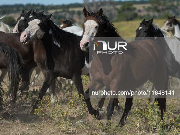 The Black Hills Wild Horse Sanctuary provides a home to America's Wild Mustangs. Over 1,000 animals run free on 11,000 acres of canyons and...