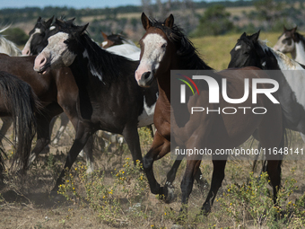 The Black Hills Wild Horse Sanctuary provides a home to America's Wild Mustangs. Over 1,000 animals run free on 11,000 acres of canyons and...