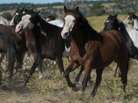 The Black Hills Wild Horse Sanctuary provides a home to America's Wild Mustangs. Over 1,000 animals run free on 11,000 acres of canyons and...