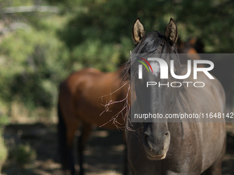 The Black Hills Wild Horse Sanctuary provides a home to America's Wild Mustangs. Over 1,000 animals run free on 11,000 acres of canyons and...