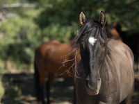 The Black Hills Wild Horse Sanctuary provides a home to America's Wild Mustangs. Over 1,000 animals run free on 11,000 acres of canyons and...