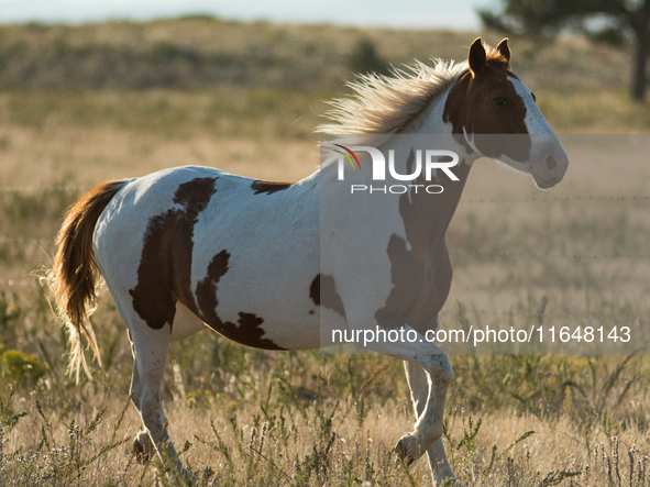 The Black Hills Wild Horse Sanctuary provides a home to America's Wild Mustangs. Over 1,000 animals run free on 11,000 acres of canyons and...