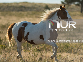 The Black Hills Wild Horse Sanctuary provides a home to America's Wild Mustangs. Over 1,000 animals run free on 11,000 acres of canyons and...