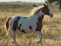 The Black Hills Wild Horse Sanctuary provides a home to America's Wild Mustangs. Over 1,000 animals run free on 11,000 acres of canyons and...