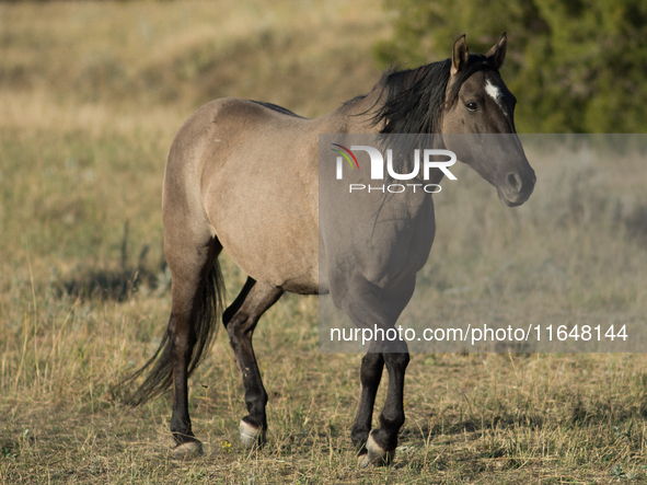 The Black Hills Wild Horse Sanctuary provides a home to America's Wild Mustangs. Over 1,000 animals run free on 11,000 acres of canyons and...