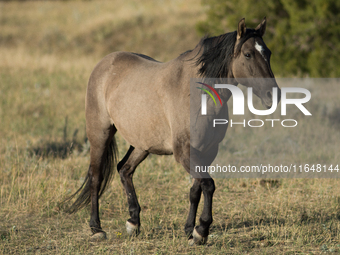 The Black Hills Wild Horse Sanctuary provides a home to America's Wild Mustangs. Over 1,000 animals run free on 11,000 acres of canyons and...