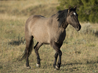 The Black Hills Wild Horse Sanctuary provides a home to America's Wild Mustangs. Over 1,000 animals run free on 11,000 acres of canyons and...