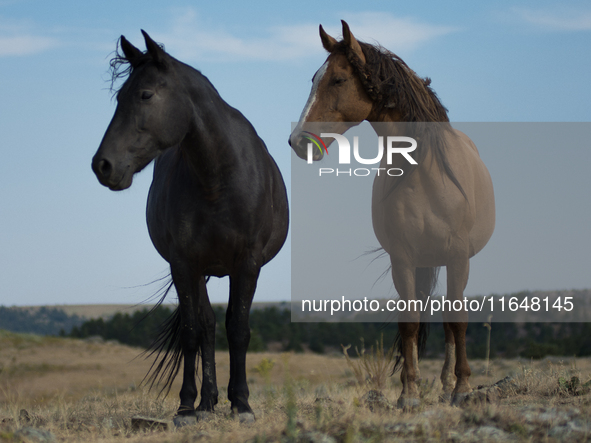 The Black Hills Wild Horse Sanctuary provides a home to America's Wild Mustangs. Over 1,000 animals run free on 11,000 acres of canyons and...