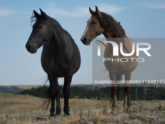 The Black Hills Wild Horse Sanctuary provides a home to America's Wild Mustangs. Over 1,000 animals run free on 11,000 acres of canyons and...