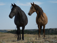 The Black Hills Wild Horse Sanctuary provides a home to America's Wild Mustangs. Over 1,000 animals run free on 11,000 acres of canyons and...