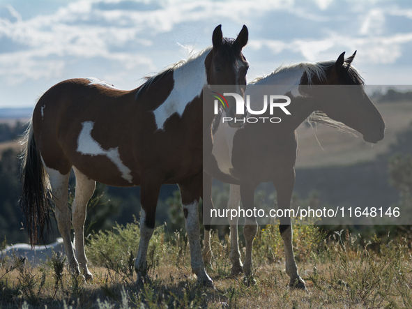 The Black Hills Wild Horse Sanctuary provides a home to America's Wild Mustangs. Over 1,000 animals run free on 11,000 acres of canyons and...