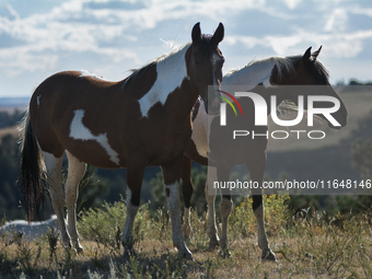 The Black Hills Wild Horse Sanctuary provides a home to America's Wild Mustangs. Over 1,000 animals run free on 11,000 acres of canyons and...