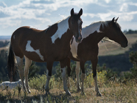 The Black Hills Wild Horse Sanctuary provides a home to America's Wild Mustangs. Over 1,000 animals run free on 11,000 acres of canyons and...