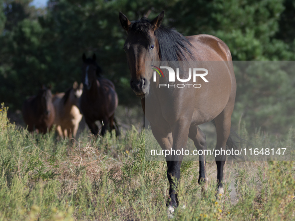 The Black Hills Wild Horse Sanctuary provides a home to America's Wild Mustangs. Over 1,000 animals run free on 11,000 acres of canyons and...