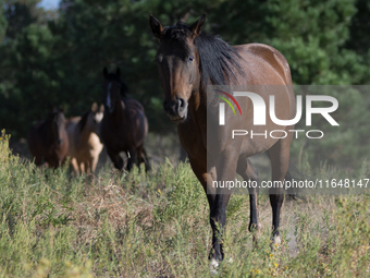 The Black Hills Wild Horse Sanctuary provides a home to America's Wild Mustangs. Over 1,000 animals run free on 11,000 acres of canyons and...