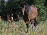 The Black Hills Wild Horse Sanctuary provides a home to America's Wild Mustangs. Over 1,000 animals run free on 11,000 acres of canyons and...