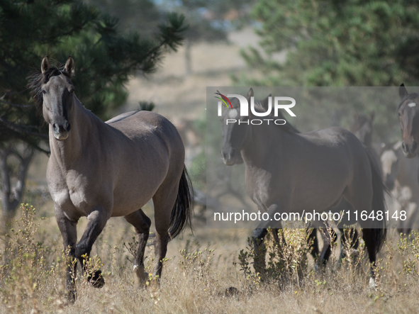 The Black Hills Wild Horse Sanctuary provides a home to America's Wild Mustangs. Over 1,000 animals run free on 11,000 acres of canyons and...