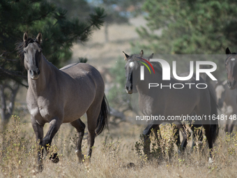 The Black Hills Wild Horse Sanctuary provides a home to America's Wild Mustangs. Over 1,000 animals run free on 11,000 acres of canyons and...