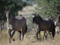 The Black Hills Wild Horse Sanctuary provides a home to America's Wild Mustangs. Over 1,000 animals run free on 11,000 acres of canyons and...