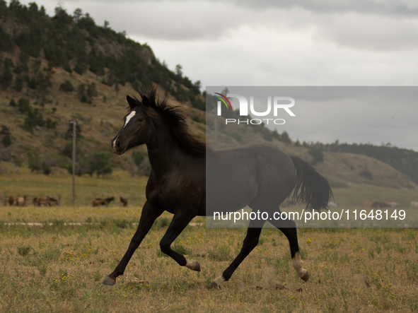 The Black Hills Wild Horse Sanctuary provides a home to America's Wild Mustangs. Over 1,000 animals run free on 11,000 acres of canyons and...