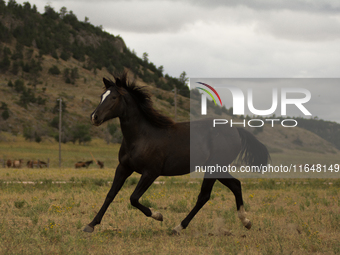 The Black Hills Wild Horse Sanctuary provides a home to America's Wild Mustangs. Over 1,000 animals run free on 11,000 acres of canyons and...