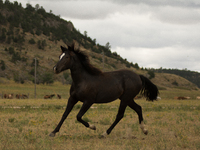 The Black Hills Wild Horse Sanctuary provides a home to America's Wild Mustangs. Over 1,000 animals run free on 11,000 acres of canyons and...