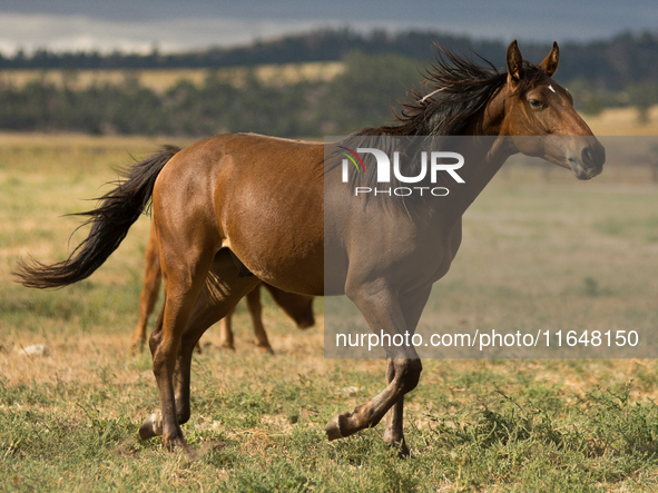 The Black Hills Wild Horse Sanctuary provides a home to America's Wild Mustangs. Over 1,000 animals run free on 11,000 acres of canyons and...