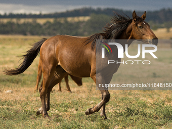 The Black Hills Wild Horse Sanctuary provides a home to America's Wild Mustangs. Over 1,000 animals run free on 11,000 acres of canyons and...