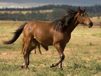 The Black Hills Wild Horse Sanctuary provides a home to America's Wild Mustangs. Over 1,000 animals run free on 11,000 acres of canyons and...