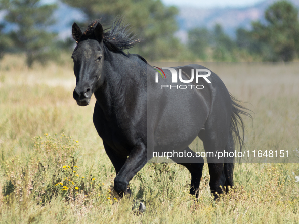 The Black Hills Wild Horse Sanctuary provides a home to America's Wild Mustangs. Over 1,000 animals run free on 11,000 acres of canyons and...