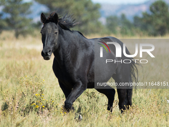 The Black Hills Wild Horse Sanctuary provides a home to America's Wild Mustangs. Over 1,000 animals run free on 11,000 acres of canyons and...