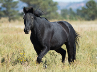 The Black Hills Wild Horse Sanctuary provides a home to America's Wild Mustangs. Over 1,000 animals run free on 11,000 acres of canyons and...