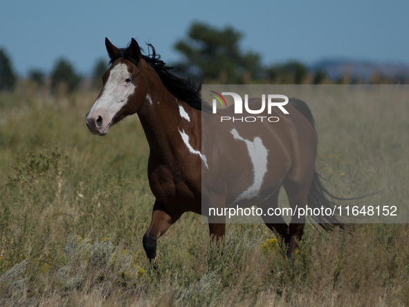 The Black Hills Wild Horse Sanctuary provides a home to America's Wild Mustangs. Over 1,000 animals run free on 11,000 acres of canyons and...