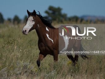 The Black Hills Wild Horse Sanctuary provides a home to America's Wild Mustangs. Over 1,000 animals run free on 11,000 acres of canyons and...