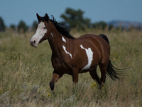 The Black Hills Wild Horse Sanctuary provides a home to America's Wild Mustangs. Over 1,000 animals run free on 11,000 acres of canyons and...