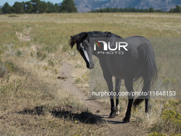 The Black Hills Wild Horse Sanctuary provides a home to America's Wild Mustangs. Over 1,000 animals run free on 11,000 acres of canyons and...