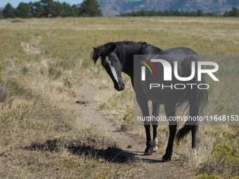 The Black Hills Wild Horse Sanctuary provides a home to America's Wild Mustangs. Over 1,000 animals run free on 11,000 acres of canyons and...