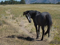 The Black Hills Wild Horse Sanctuary provides a home to America's Wild Mustangs. Over 1,000 animals run free on 11,000 acres of canyons and...