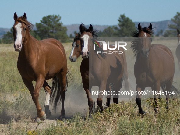 The Black Hills Wild Horse Sanctuary provides a home to America's Wild Mustangs. Over 1,000 animals run free on 11,000 acres of canyons and...