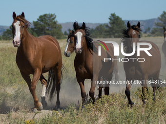 The Black Hills Wild Horse Sanctuary provides a home to America's Wild Mustangs. Over 1,000 animals run free on 11,000 acres of canyons and...