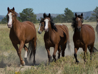 The Black Hills Wild Horse Sanctuary provides a home to America's Wild Mustangs. Over 1,000 animals run free on 11,000 acres of canyons and...