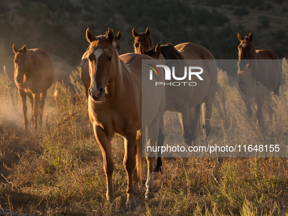 The Black Hills Wild Horse Sanctuary provides a home to America's Wild Mustangs. Over 1,000 animals run free on 11,000 acres of canyons and...