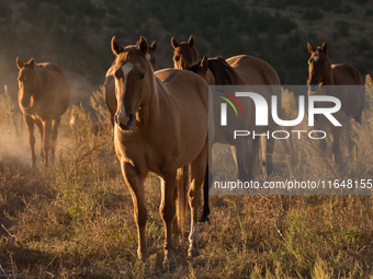 The Black Hills Wild Horse Sanctuary provides a home to America's Wild Mustangs. Over 1,000 animals run free on 11,000 acres of canyons and...