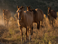 The Black Hills Wild Horse Sanctuary provides a home to America's Wild Mustangs. Over 1,000 animals run free on 11,000 acres of canyons and...