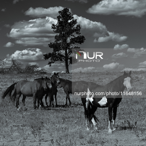 The Black Hills Wild Horse Sanctuary provides a home to America's Wild Mustangs. Over 1,000 animals run free on 11,000 acres of canyons and...