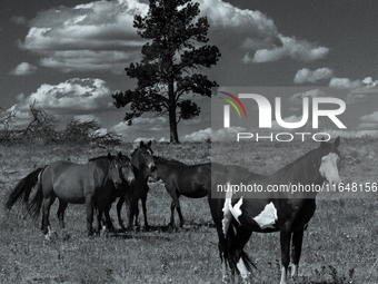 The Black Hills Wild Horse Sanctuary provides a home to America's Wild Mustangs. Over 1,000 animals run free on 11,000 acres of canyons and...