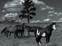 The Black Hills Wild Horse Sanctuary provides a home to America's Wild Mustangs. Over 1,000 animals run free on 11,000 acres of canyons and...