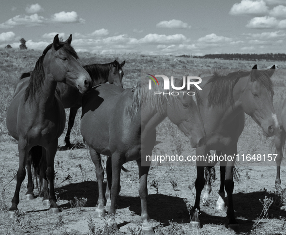 The Black Hills Wild Horse Sanctuary provides a home to America's Wild Mustangs. Over 1,000 animals run free on 11,000 acres of canyons and...