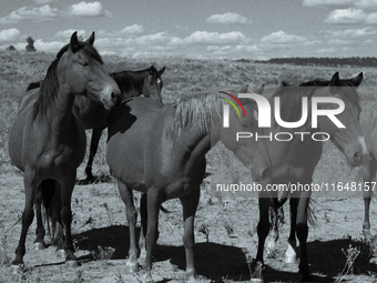 The Black Hills Wild Horse Sanctuary provides a home to America's Wild Mustangs. Over 1,000 animals run free on 11,000 acres of canyons and...