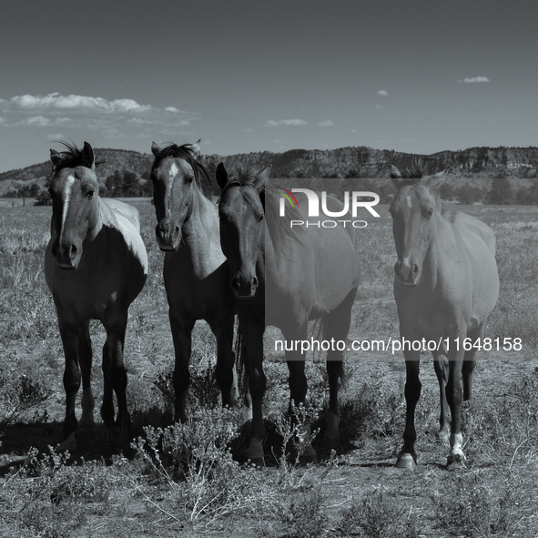 The Black Hills Wild Horse Sanctuary provides a home to America's Wild Mustangs. Over 1,000 animals run free on 11,000 acres of canyons and...